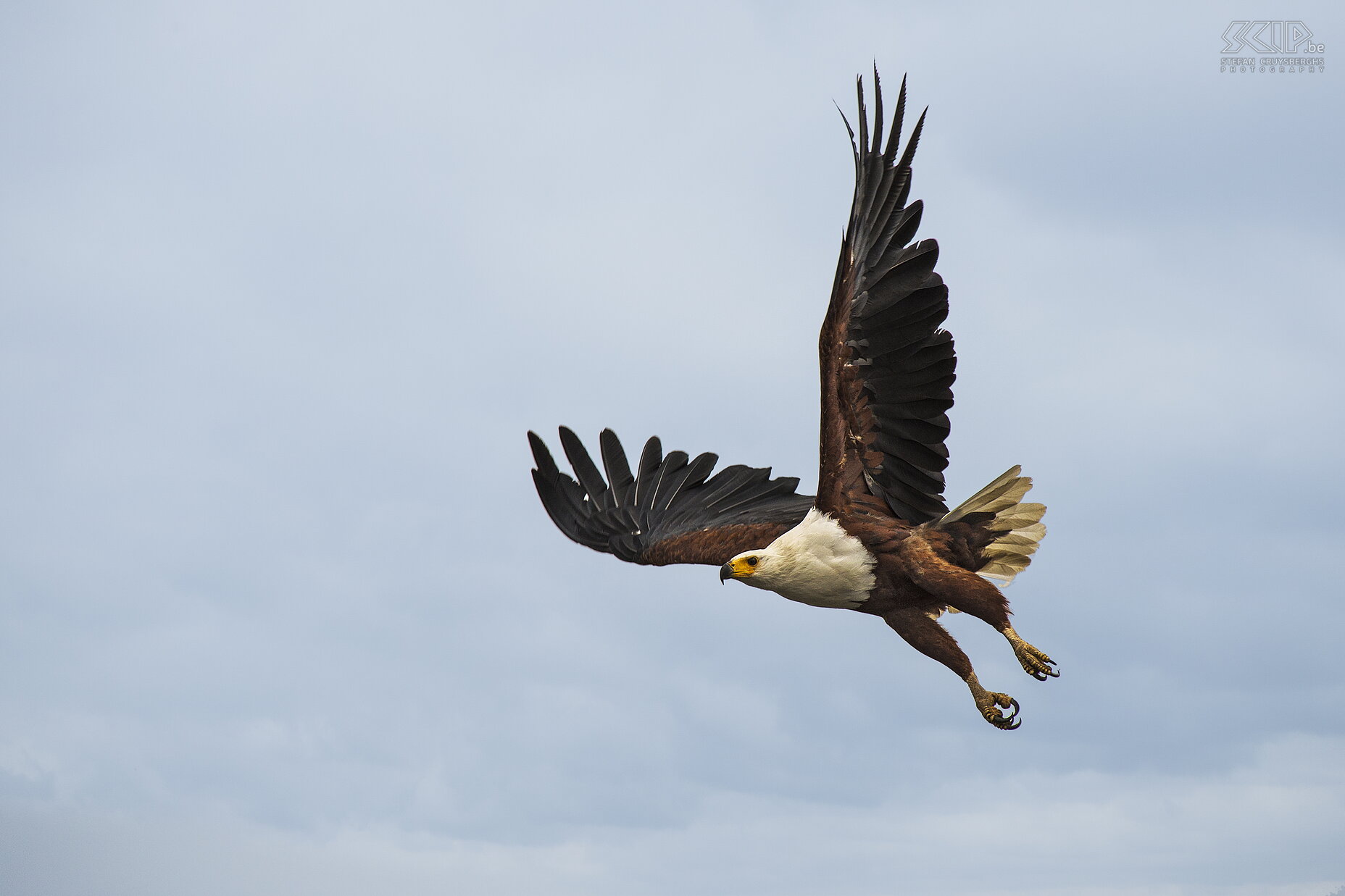 Lake Naivasha - Zeearend De Afrikaanse zeearend (African fish eagle, Haliaeetus vocifer) heeft een witte kop en bruin lichaam en een vleugelspanwijdte van ongeveer 2m. Stefan Cruysberghs